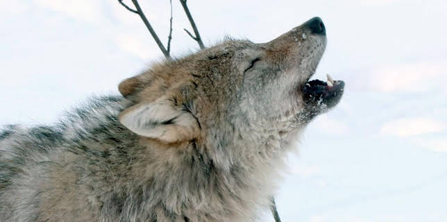 18:28: Was Tiere fühlen | Arte | 11/17 2025