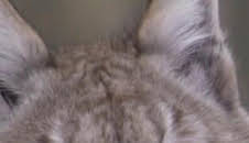 Misterios de la naturaleza: La pareja gritona del gran gato