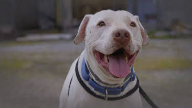 15:00: Pit Bulls & Parolees (S9 E20) (S9) | Animal Planet | 4/8 2026