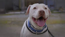 Pit Bulls & Parolees (S9 E20)