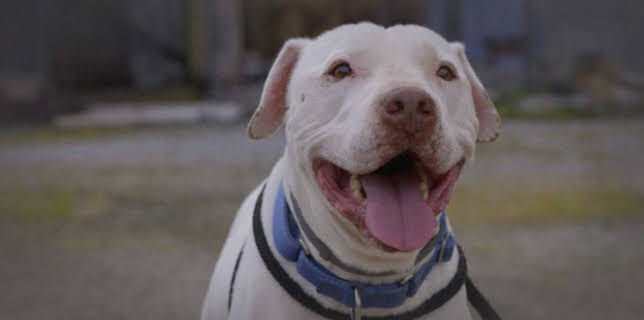 15:00: Pit Bulls & Parolees (S9 E20) (S9) | Animal Planet | 11/16 2025