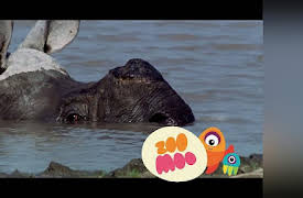 Growing Up: Rhino Mud Bath