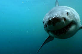 Wild Ones: Who Is The King?