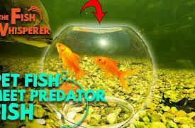 The Fish Whisperer: Pet Fish Meet Predator Fish!