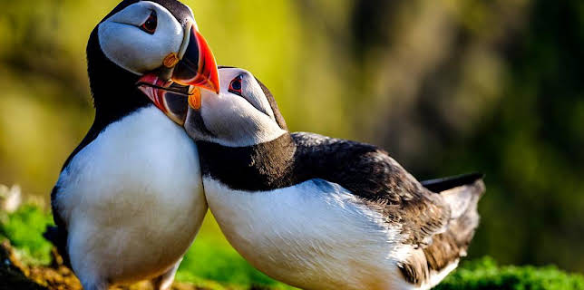 7:00 PM: A Wild Year (S1) | BBC Four | 2/8 2026