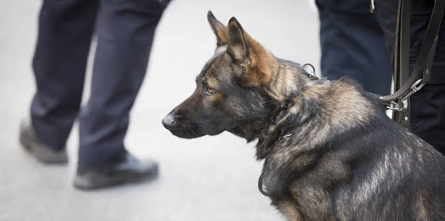 08:25: Die innere Unsicherheit – Wenn Bürger Streife gehen | ZDFinfo | 3/5 2026