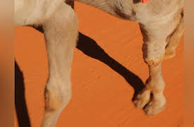 Born to Explore: Australia: Secret Outback