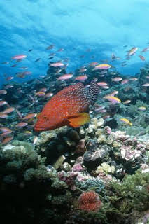 08:45: Paraísos terrenales: Wild Costa Rica | Nat Geo Wild | 4/3 2026