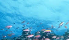 Paraísos terrenales: Wild Costa Rica