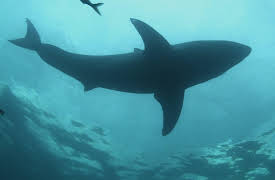 discovery+ Immersions, Season 1: Song of the Shark