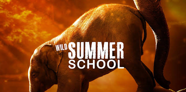 Wild Summer School (2025)