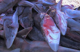 Of Sharks and Men: Victims of Fear