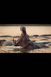 07:25: Perdedores y salvajes: Totalmente repulsivo | Nat Geo Wild | 3/31 2026