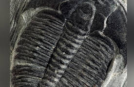 The World's Greatest Geological Wonders: 36 Spectacular Sites: Burgess Shale--Rocks and the Keys to Life