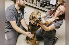 Road to Puppy Bowl: Pet Community Center