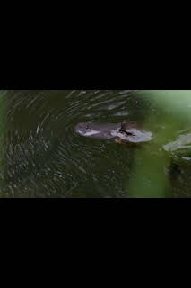 04:30: Australia extraordinaria: Bosques indómitos | Nat Geo Wild | 3/28 2026