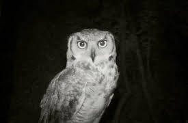 Til daggry: The Cursed Castle