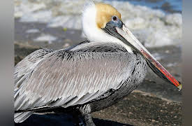 Life in the World's Oceans: Marine Reptiles and Birds