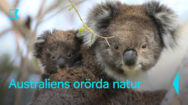 20:10: Australiens orörda natur | Kunskapskanalen | 9/6 2026