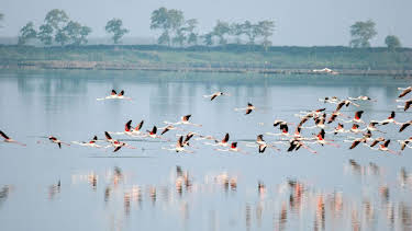 12:15: Wildes Venedig | Das Erste | 3/29 2026