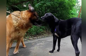 How Do Animals Do That? Season 1: Puppy Dog Tails and Crocodile Jaws