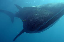 Destination Wild Extraordinary Australia: Wild Coasts