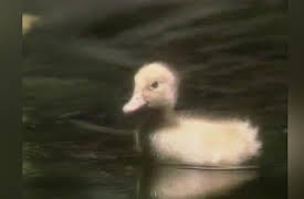 Kidsongs Season 1: A Day at Camp