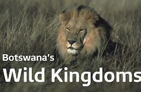 Botswana's Wild Kingdoms: Makgadikgadi - Sea of Grass and Soda