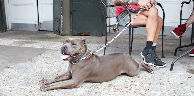 15:00: Pit Bulls & Parolees (S10 E4) (S10) | Animal Planet | 11/23 2025