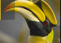 Los reinos ocultos de China: El imperio de los gigantes