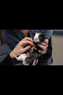 02:50: Veterinarios de Nebraska: Cena y cine con la vaca | Nat Geo Wild | 3/31 2026