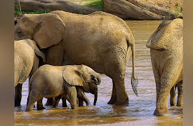 Kenya Wildlife Diaries: Masked Bandits