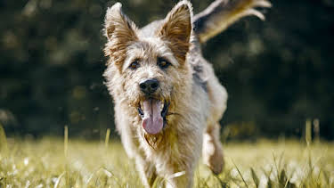 07:35: Racko - Ein Hund für alle Fälle (18) | Das Erste | 3/29 2026