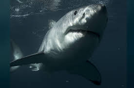 Great White Serial Killer: Fatal Christmas: Great White Serial Killer 6