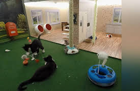 Meow Manor: I'm Feline Paw-some