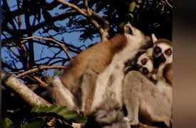 Lemur Street: The Rovers Return