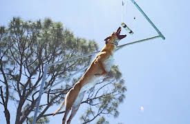 A Different Breed Season 1: The G.O.A.T.