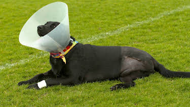 4:00 PM: The Supervet: Noel Fitzpatrick (S3 E1) (S3) | W | 4/7 2026