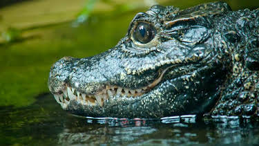 12:35 PM: Go Wild (S2) | Cbeebies | 4/11 2026