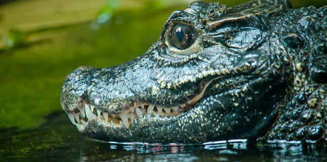 12:40 PM: Go Wild (S2) | Cbeebies | 3/13 2026