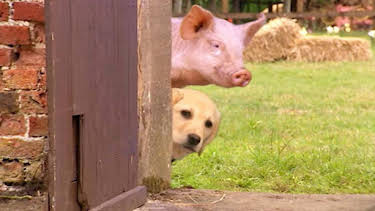 6:40 PM: Treubh an Tuathanais (Big Barn Farm) (S2) | BBC Alba | 12/17 2025