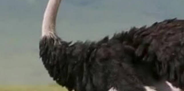 06:23: ¿Cómo lo hacen? Mundo animal: Súper perezosos y maratones de avestruz | Discovery Max | 3/22 2026