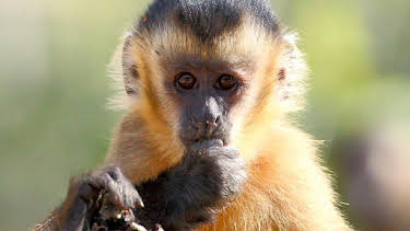 4:15 PM: Wild Brazil | BBC Two | 7/20 2026