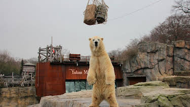 13:00: Seelöwe & Co. - tierisch beliebt (6) | WDR Fernsehen | 5/4 2026