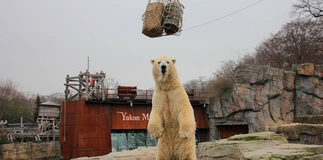 17:10: Seelöwe & Co. - tierisch beliebt (26) | NDR Fernsehen | 2/5 2026