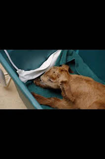 00:30: El increíble doctor Pol: Una mala racha | Nat Geo Wild | 3/23 2026