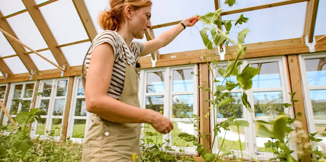 09:00: Draumen om eit småbruk: Utfordringar i drivhuset | NRK 3 | 2/20 2026