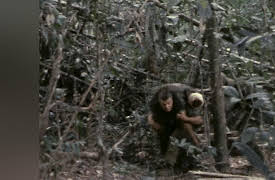 Raw War: The Lost Film of Dak To: The Lost Film of Dak To