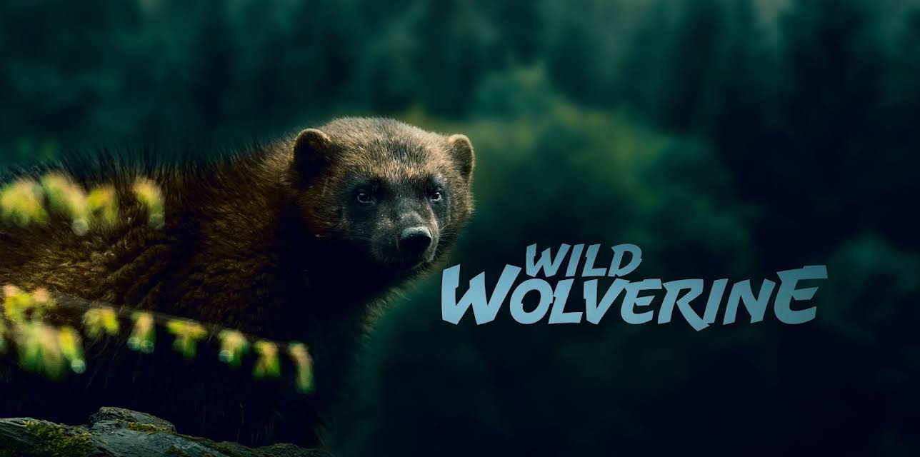 Wild Wolverine (2020)