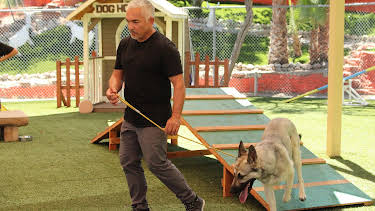 06:55: Cesar Millan: Better Human Better Dog - Bessere Menschen, bessere Hunde | Sixx | 4/19 2026